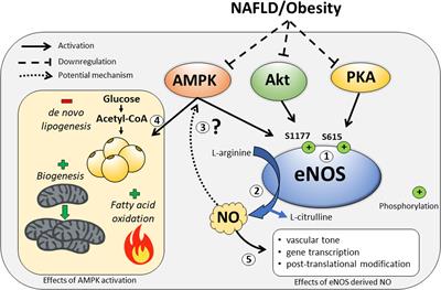 The Emerging Role of Hepatocellular eNOS in Non-alcoholic Fatty Liver Disease Development